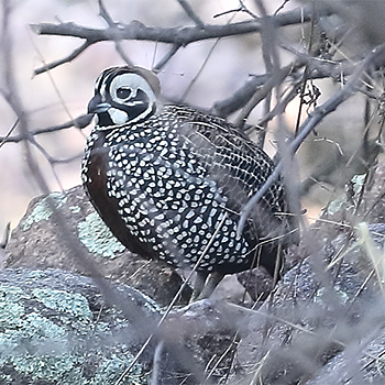 Montezuma Quail