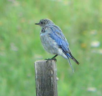 Mountain Bluebird