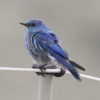 Mountain Bluebird