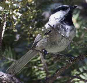 Mountain Chickadee