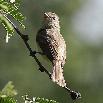 Northern Beardless-tyrannulet