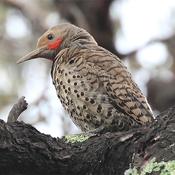 Northern Flicker