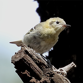 Olive Warbler