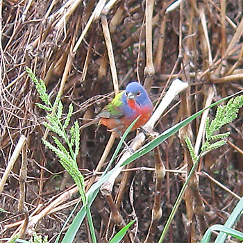 Painted Bunting