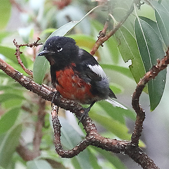 Painted Redstart