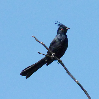 Phainopepla
