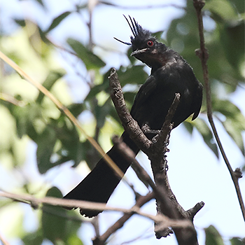 Phainopepla
