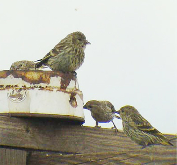 Pine Siskins