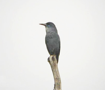 Pinyon Jay