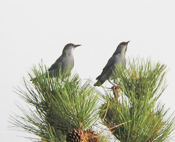Pinyon Jays