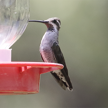 Plain-capped Starthroat