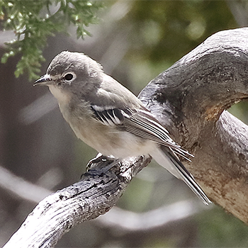 Plumbeous Vireo