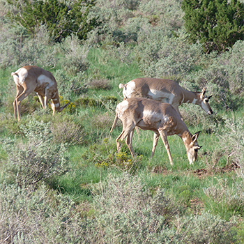 Pronghorn