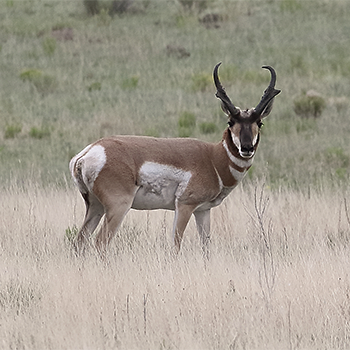 Pronghorn