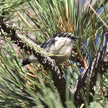 Pygmy Nuthatch