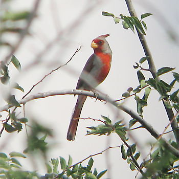 Pyrrhuloxia