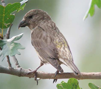 Red Crossbill