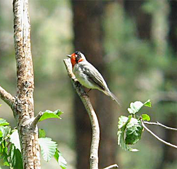 Red-faced Warbler