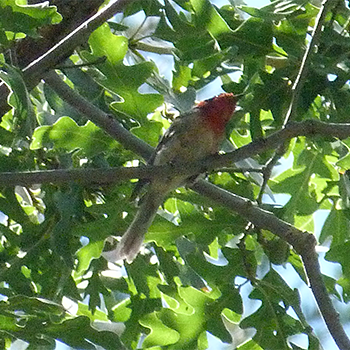 Red-faced Warbler