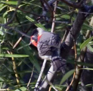 Red-faced Warbler