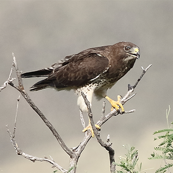 Red-tailed Hawk