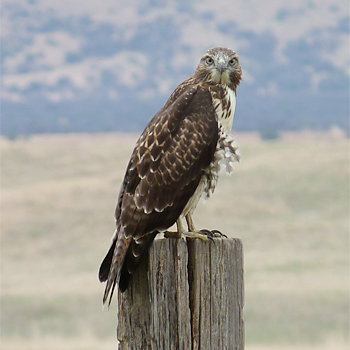 Red-tailed Hawk