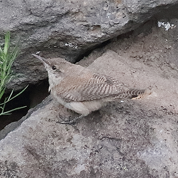 Rock Wren