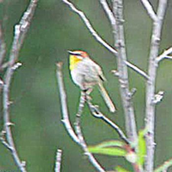Rufous-capped Warbler