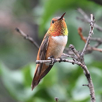 Rufous Hummingbird