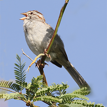 Rufous-winged Sparrow