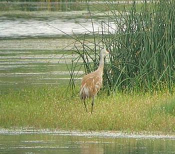 'Sandhill Crane