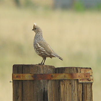 Scaled Quail