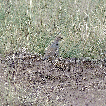Scaled Quail