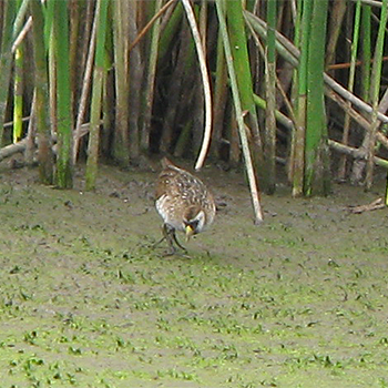 Sora