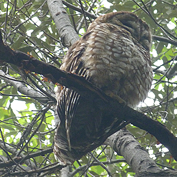 Spotted Owl