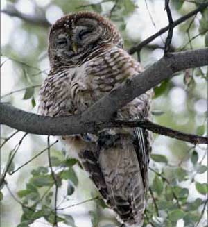 Spotted Owl