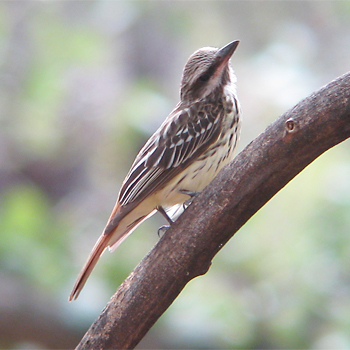 Sulphur-bellied Flycatcher
