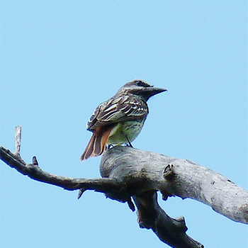 Sulphur-bellied Flycatcher