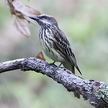 Sulphur-bellied Flycatcher