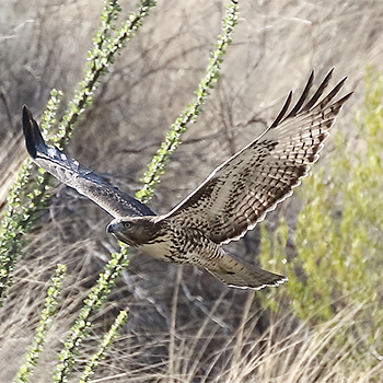 Swainson's Hawk