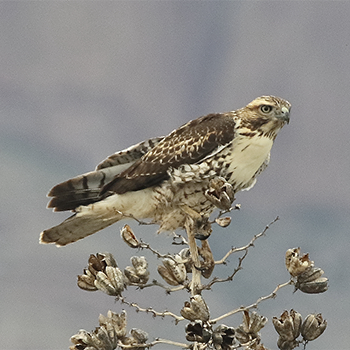 Swainson's Hawk