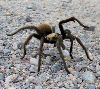 Tarantula