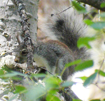 Tassle-eared Squirrel