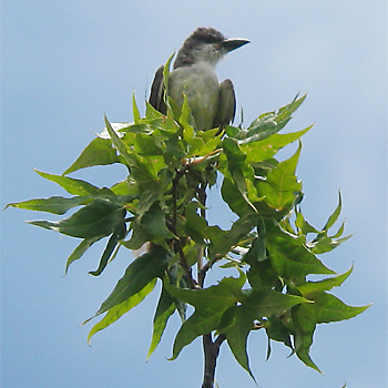 Thick-billed Kingbird