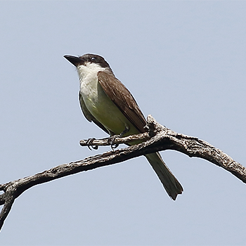 Thick-billed Kingbird