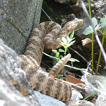 Tiger Rattlesnake