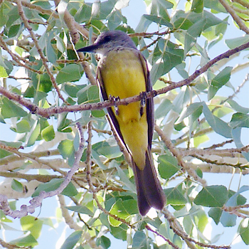 Tropical Kingbird