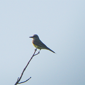 Tropical Kingbird