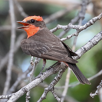 Vermilion Flycatcher