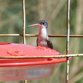 Violet-crowned Hummingbird